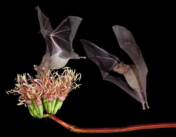 A Bat pollinates an agave plant