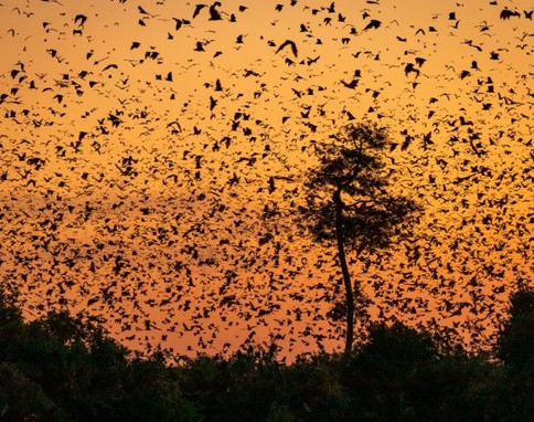  Population of Bats