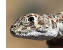 Blunt-nosed Leopard Lizard