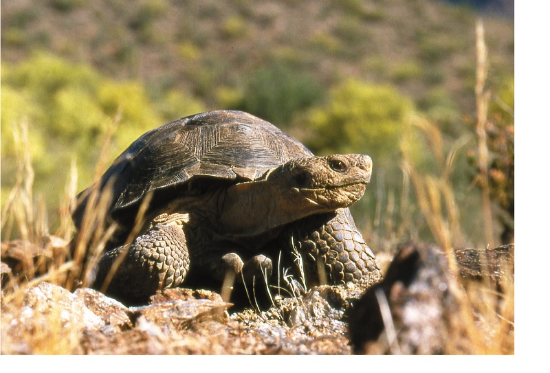 Desert Tortoise