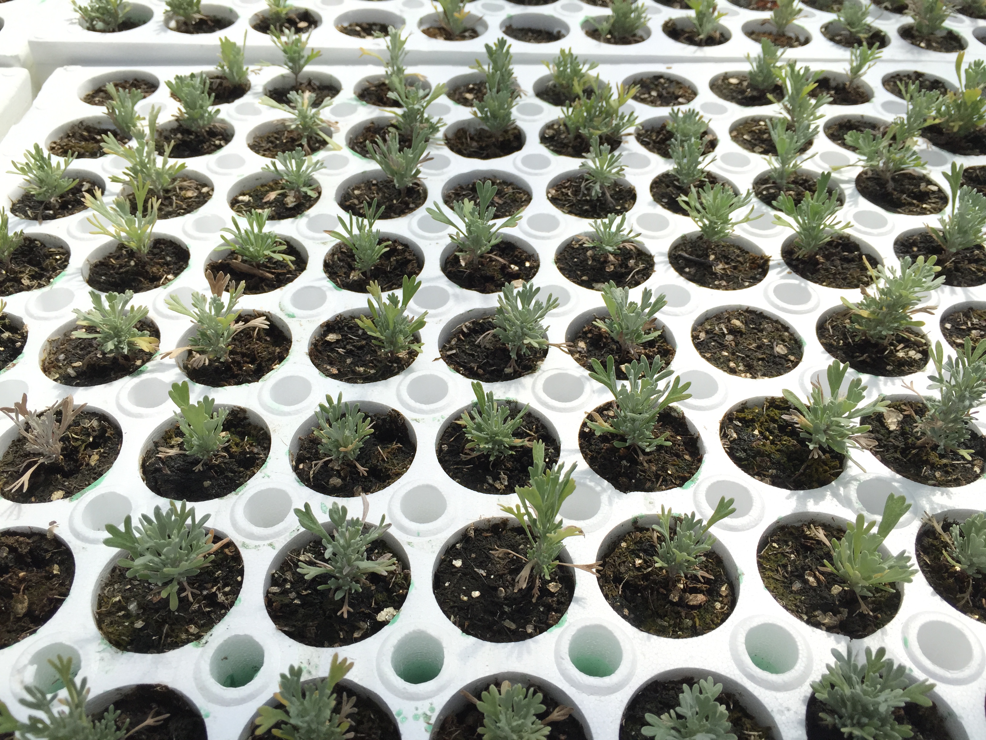 Wyoming Big Sage seedlings growing in a greenhouse. | Photo by BLM Idaho