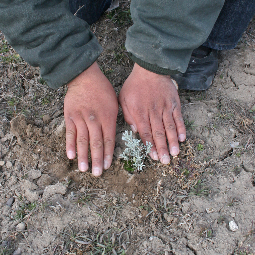 Sagebrush seedlings from a Shoshone-Paiute Tribe and BLM greenhouse are planted. | Photo by BLM Idaho