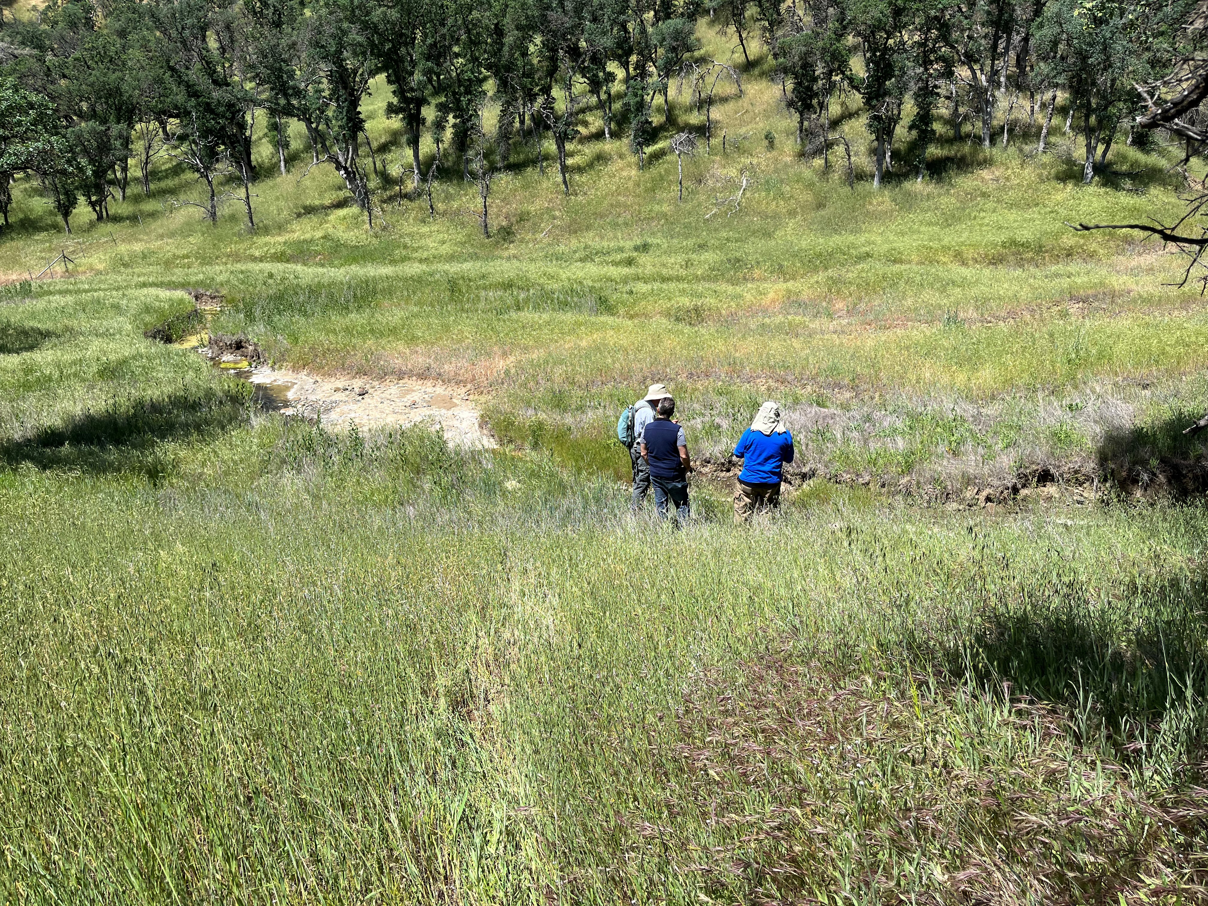 Abbot Turkey Run CA