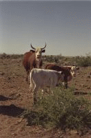 Rangeland cattle