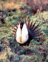 Sage-Grouse