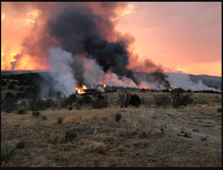 wildfire burning through grass and shrubs