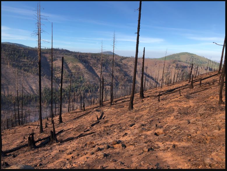 burnt remains of tress in a forest after wildfire