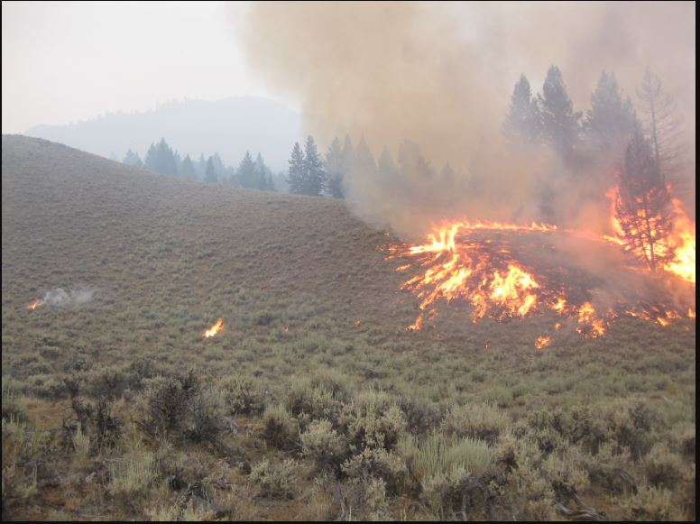 Wildfire burning through grass on the edge of a forest