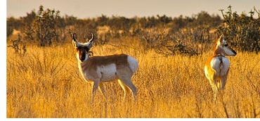 Pronghorn Antelope