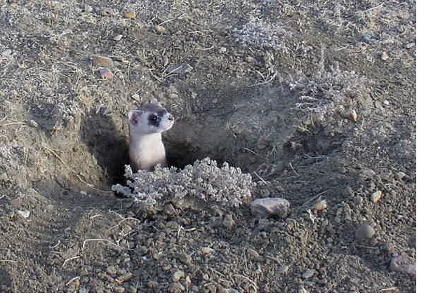 Black-footed ferret