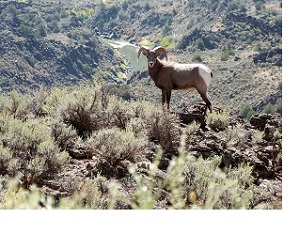 Bighorn Sheep