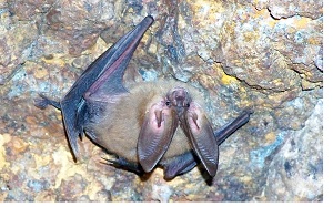 Townsend Big Eared Bat