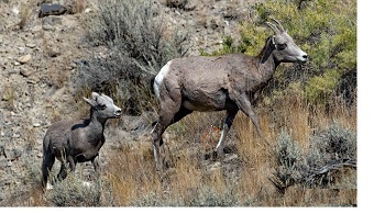 Bighorn Sheep