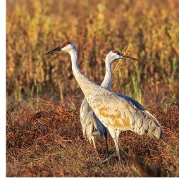 Sandhill Cranes