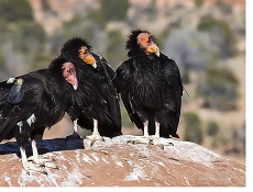 California Condor