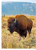 American Bison