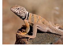 Collared Lizard