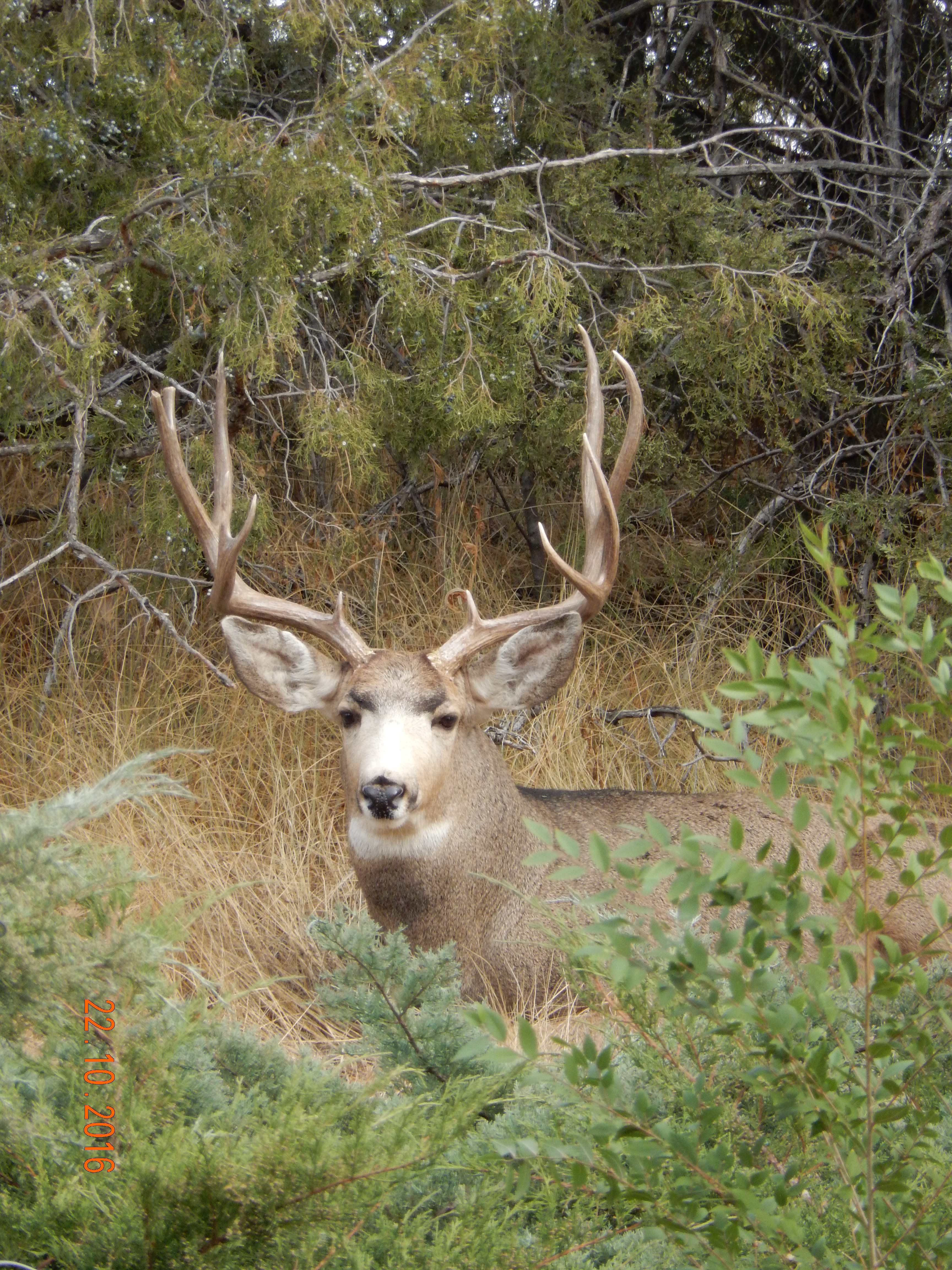 Mule Deer taking cover in Junipers