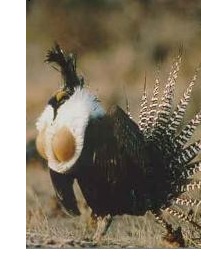 Photo courtesy of: U.S. Fish &amp; Wildlife Service