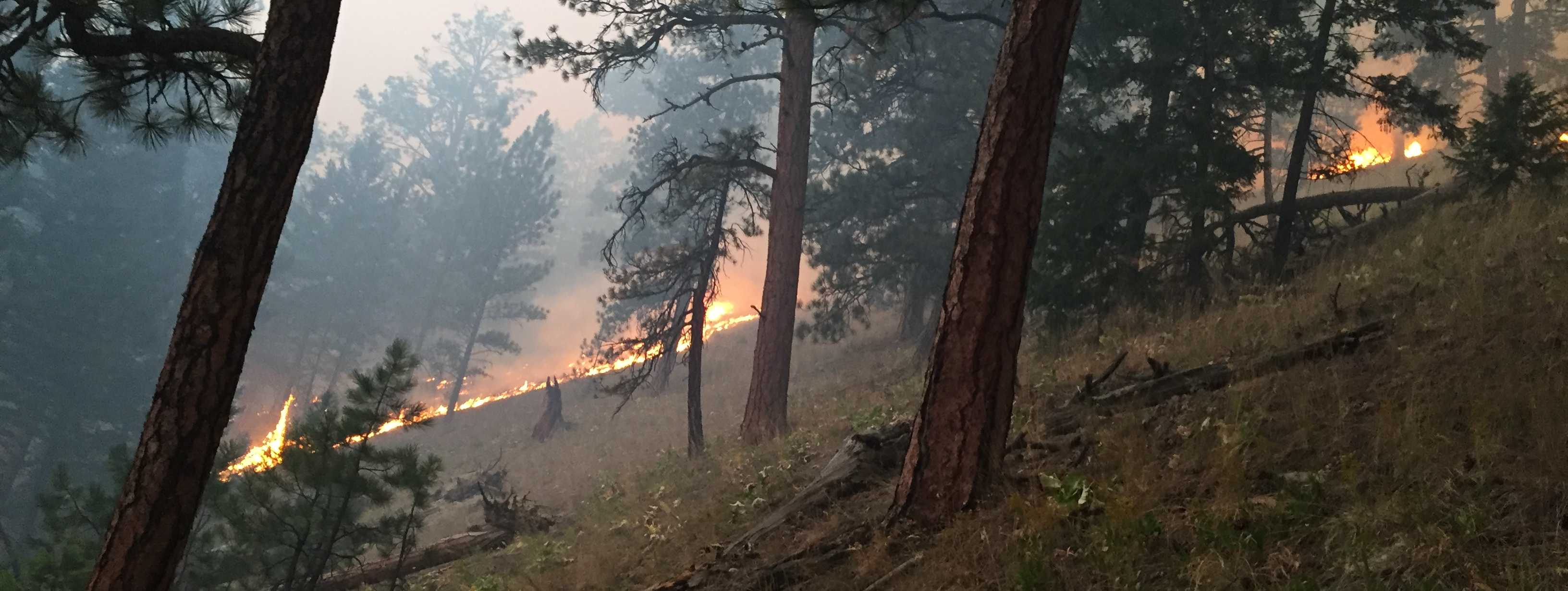 Wildfire in a forest