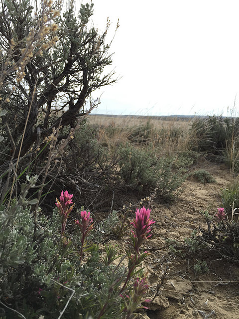 Indian Paintbrush, CO