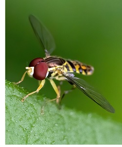 Insect