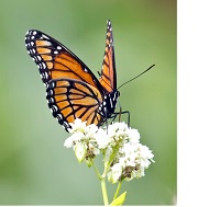Monarch Butterfly