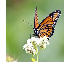 Monarch butterfly