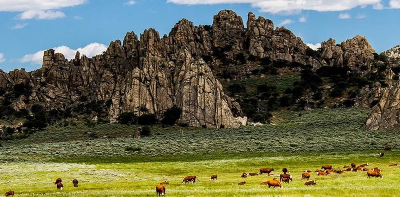 Cattle grazing in Nevada | Photo: BLM Cattle grazing in Nevada