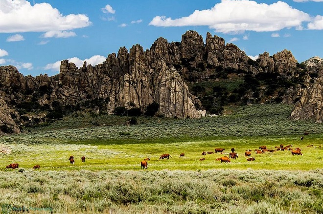 Cattle grazing in northern CA/NV