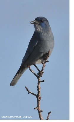 Pinyon Jay