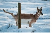 Pronghorn