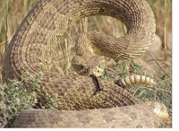 Rattlesnake