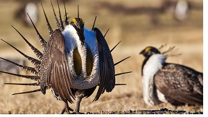 Greater sage-grouse