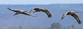 SandHIll Cranes