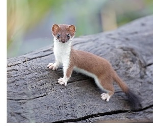 Least Weasel