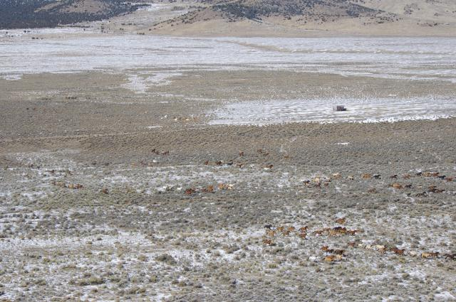 Estimating Herd Size and Population Modeling