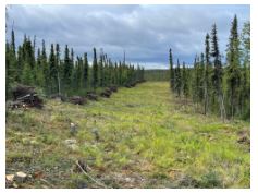 Stacks of removed trees line the edge of a fuelbreak in a forest