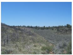 Brushland
