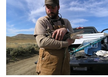 Sagegrouse work
