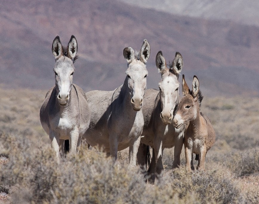 Estimating Herd Size and Population Modeling