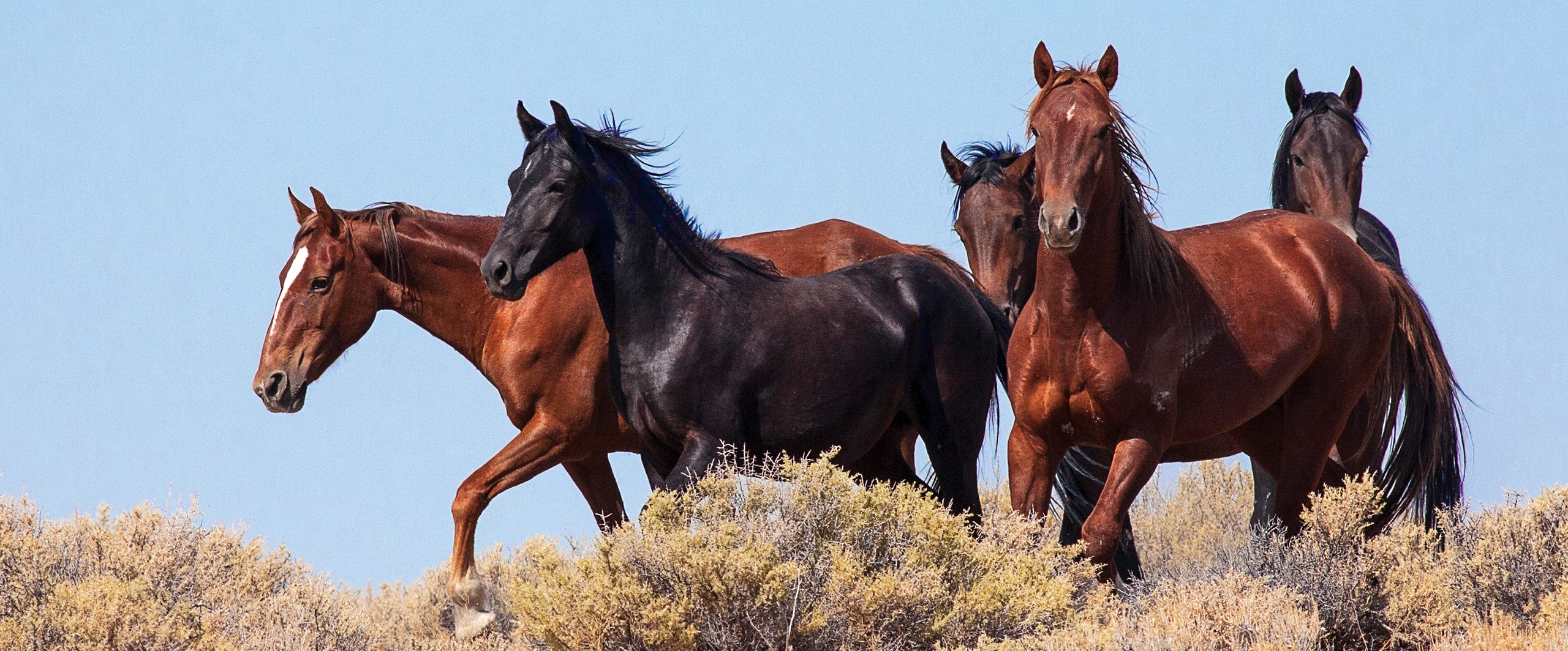 Wild horses on the ridgeline within the Clan Alpine Herd Management Area, Nevada | Photo credit: John Axtell, BLM Carson City DO