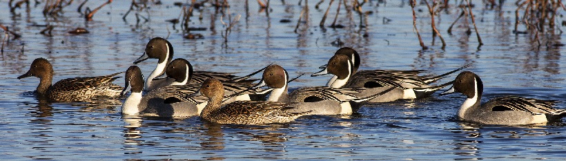 Pintails