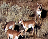 Pronghorn move single file through sage brush