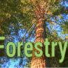 Forestry Banner