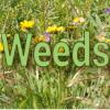 Weed Program Banner