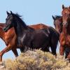 Wild horses on the ridgeline within the Clan Alpine Herd Management Area, Nevada | Photo credit: John Axtell, BLM Carson City DO