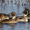 Pintails